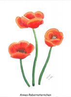 Mohn_3Blten